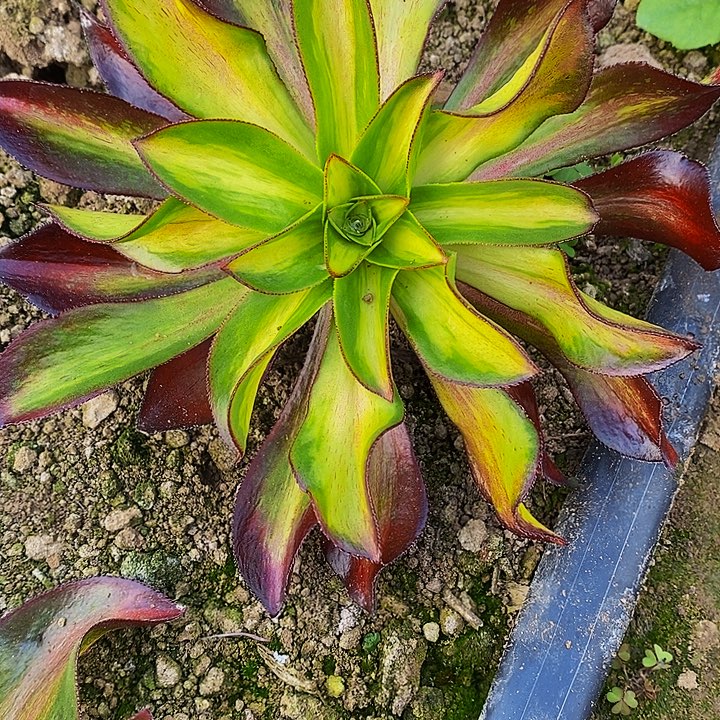 魅影中班七彩多肉植物