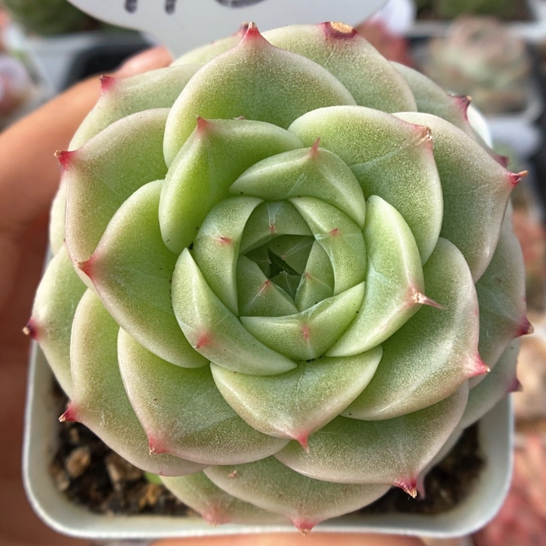 白底麦杆可拍718号。 