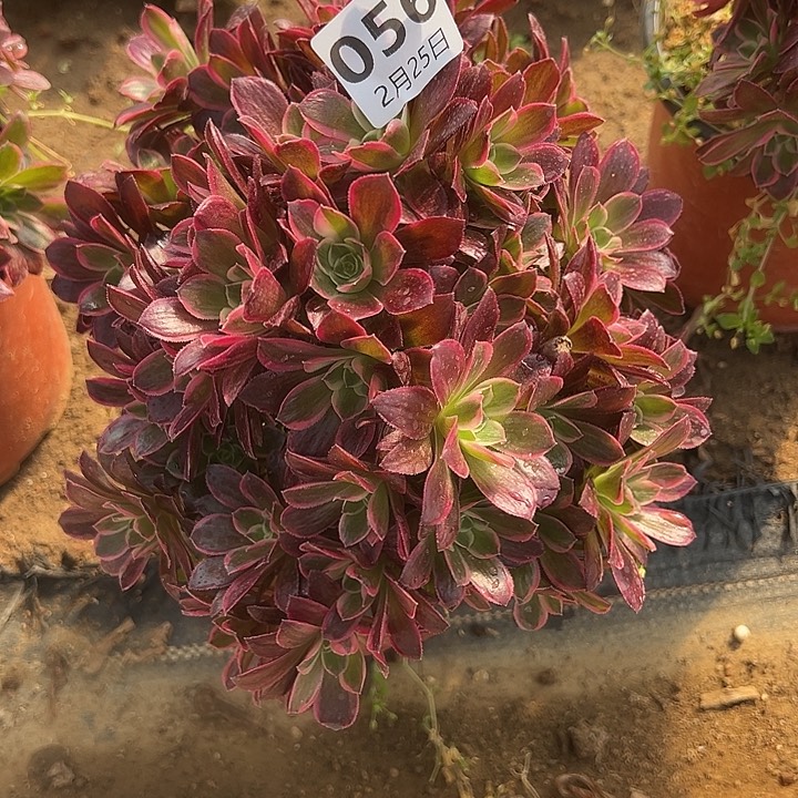 2.25-56男神多肉植物