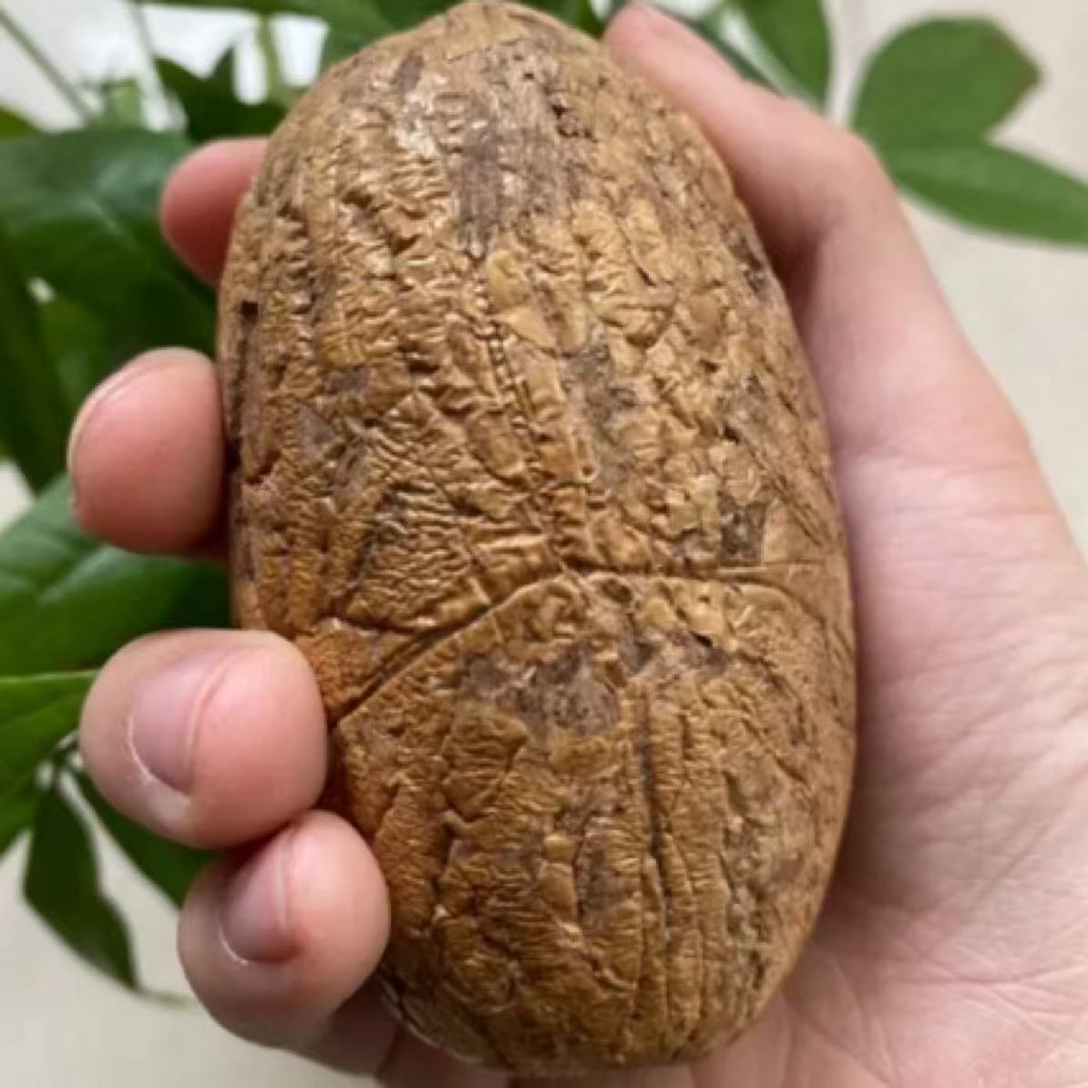 【精选】现场打磨千眼菩提，特大果盘玩手把件（包穿绳包配饰）