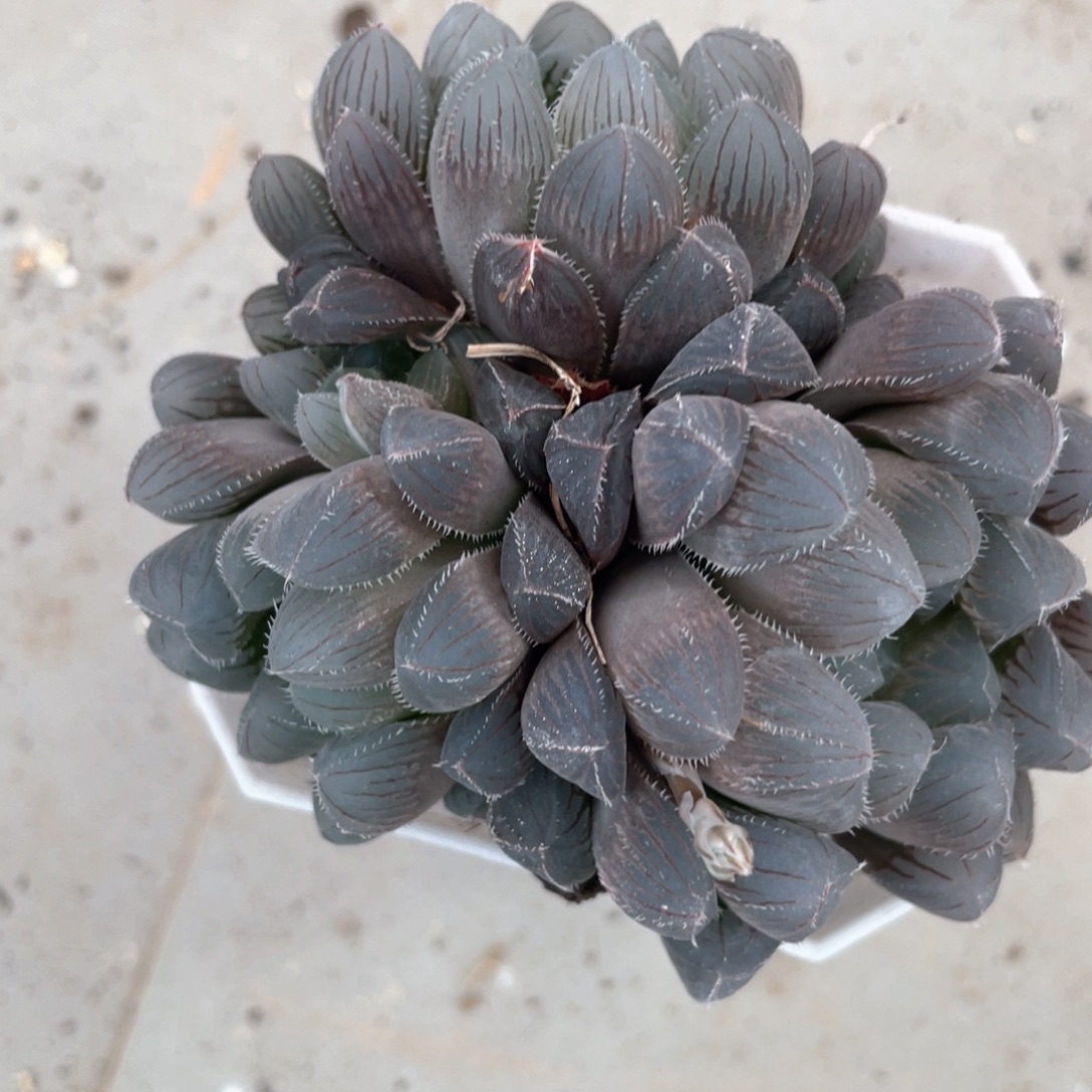 青***尘蓝镜群。         