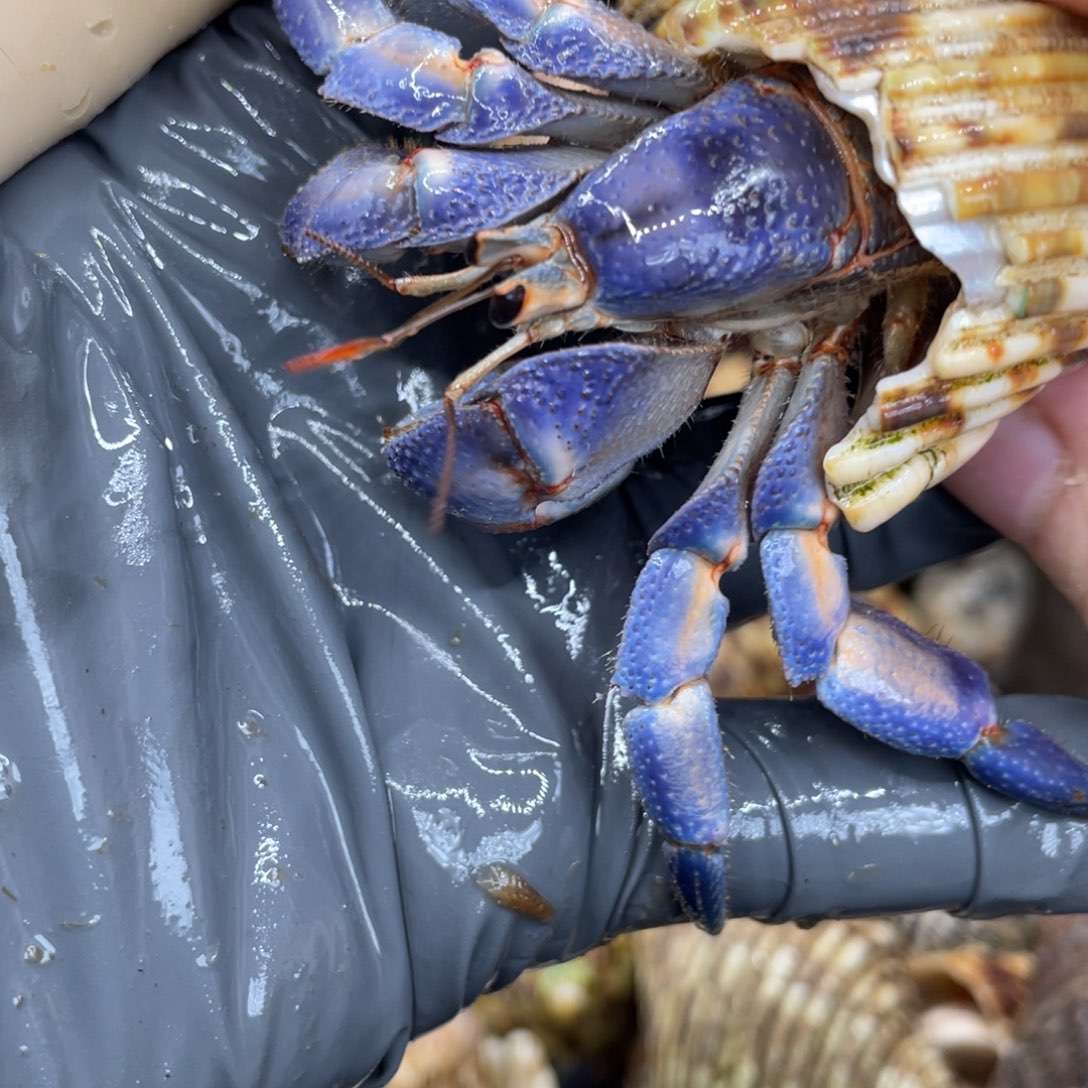 不退不换活体宠物90