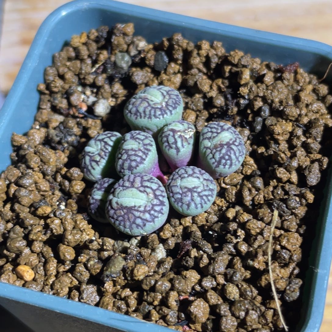 A***郭墨小嘴植物一物一拍
