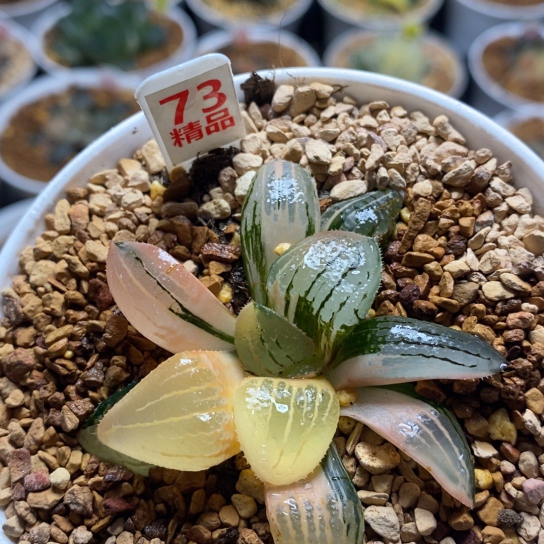 73亲指姬十二卷多肉植物