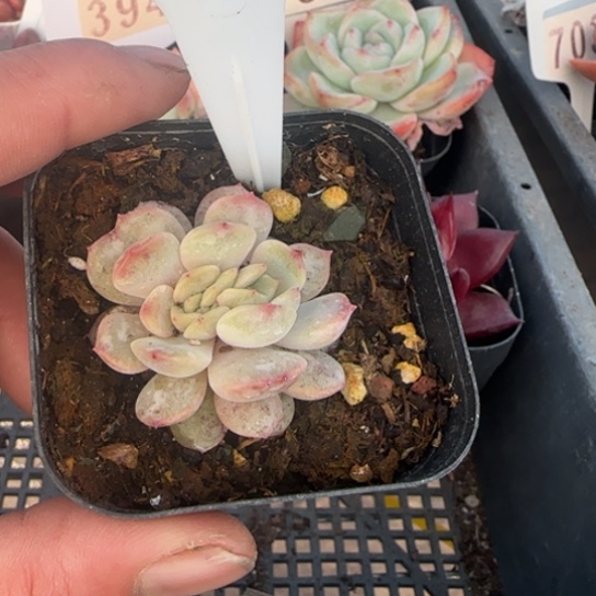 736红恋一物一拍多肉