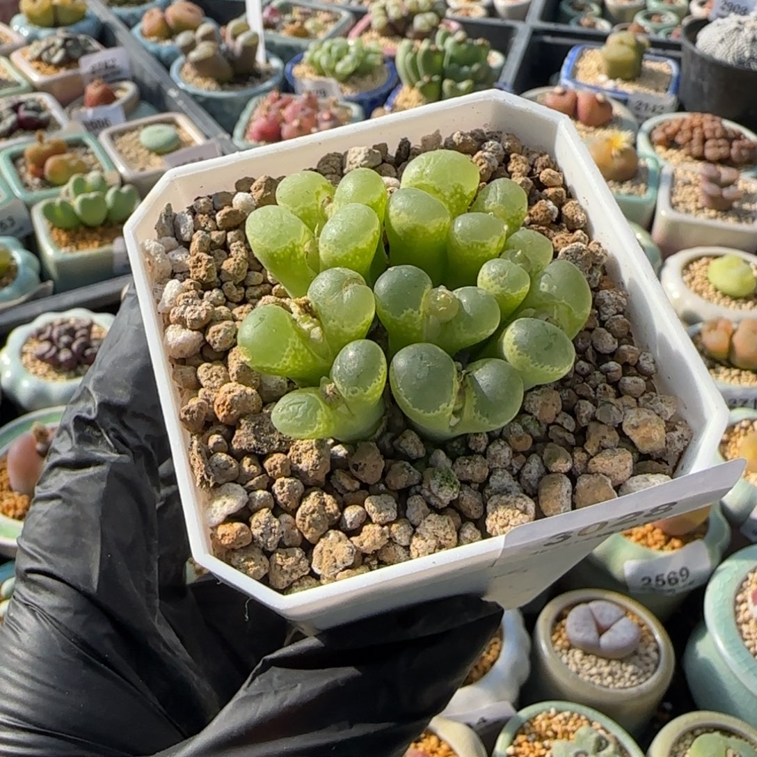 3028-一物一拍 带盆