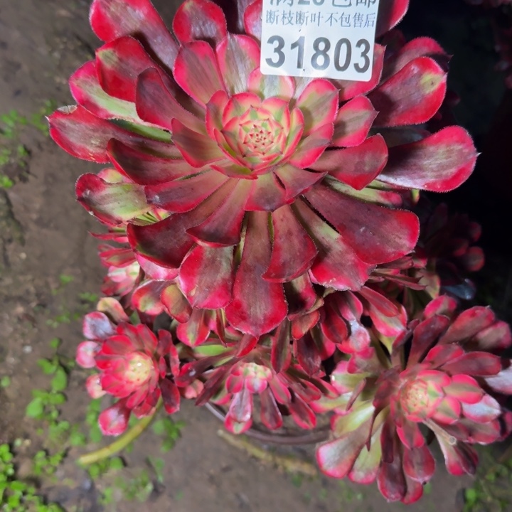 31803同白不包段枝