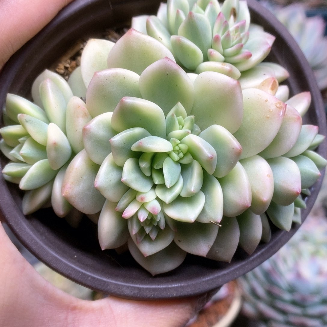 100马库斯锦锦锦锦锦锦
