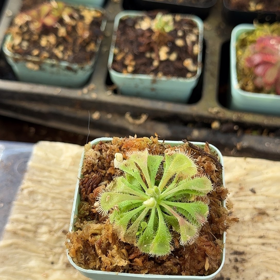 无花朵粉色锦地罗