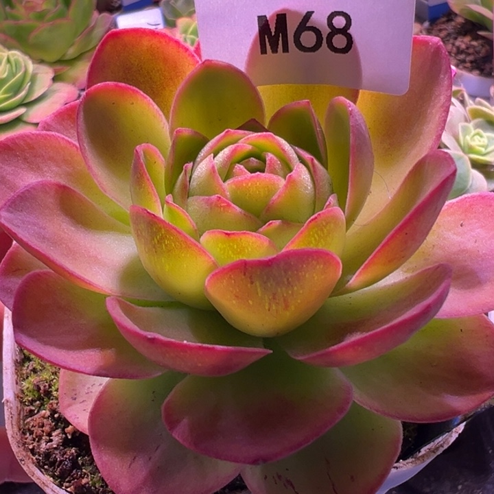 予***এ苗苗三碗若初白龙68