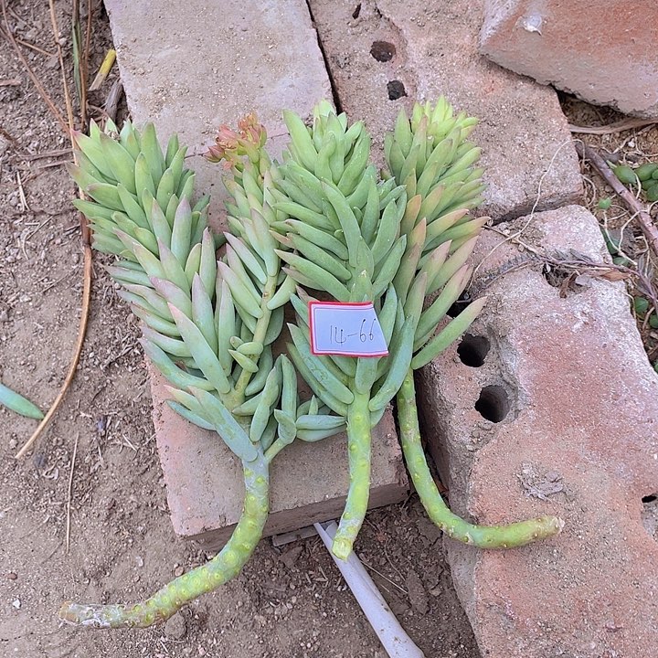 麓*南千佛手砍头14杠66三个