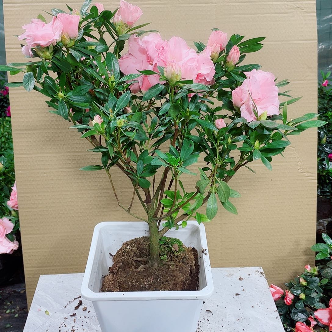 小***妹完全开放桃梅景杜鹃