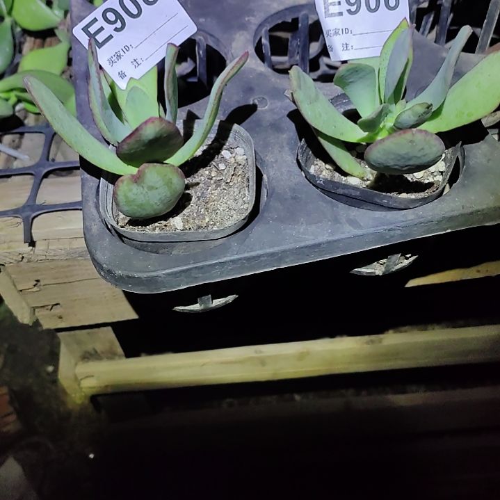 蓝月亮906   908玉树品种玉树