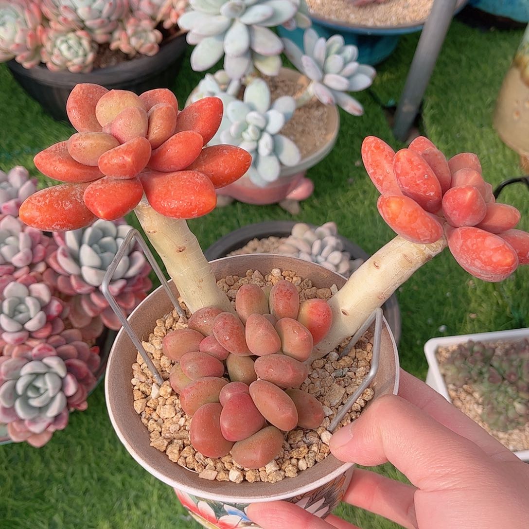 韩版芒果奶精品多肉