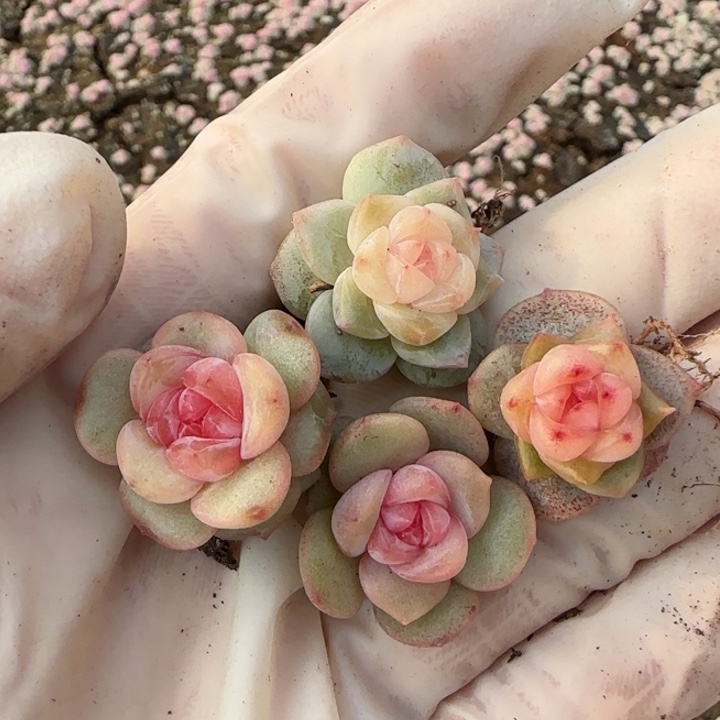 6号王者系列多肉一盒