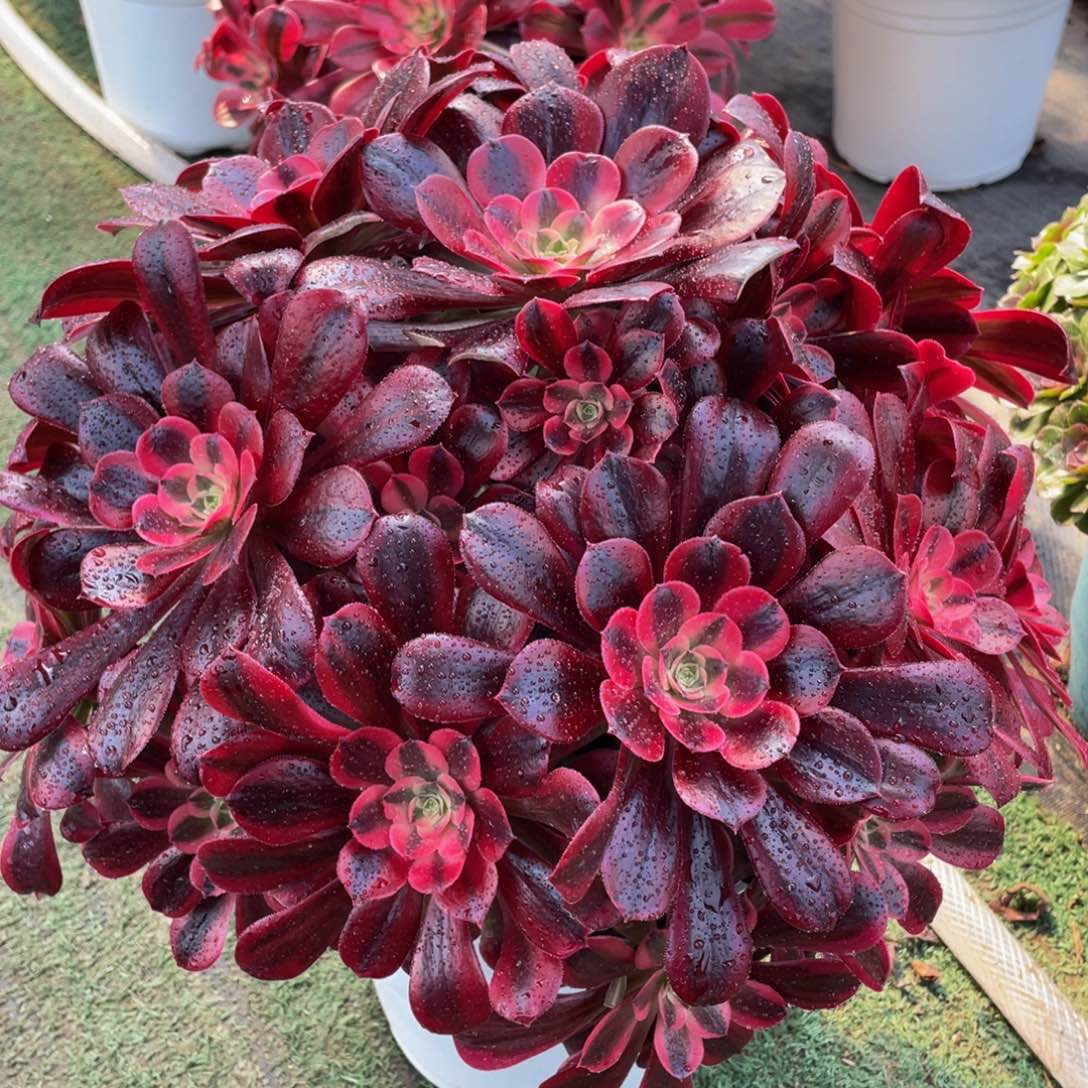 186美杜莎精品法师多肉