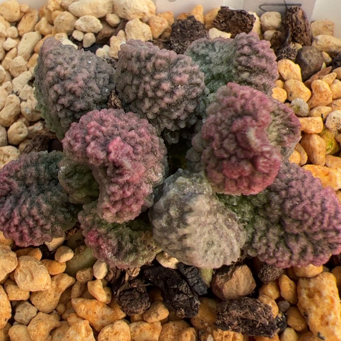 实生新品整颗多肉植物水泡