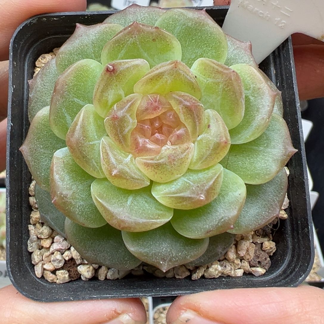 490号无尽灯大规格晗雨多肉