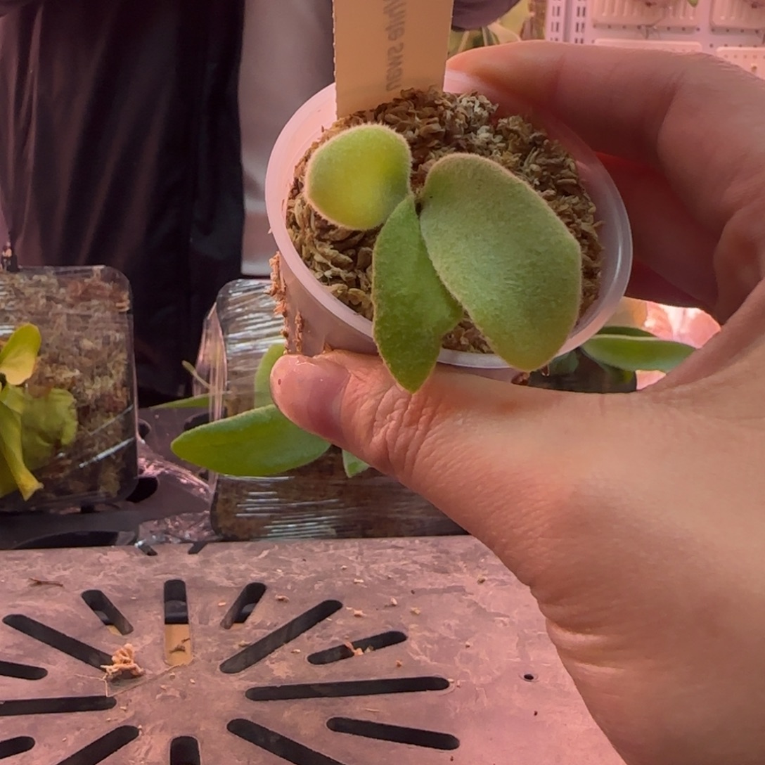 白天鹅鹿角蕨孢子苗