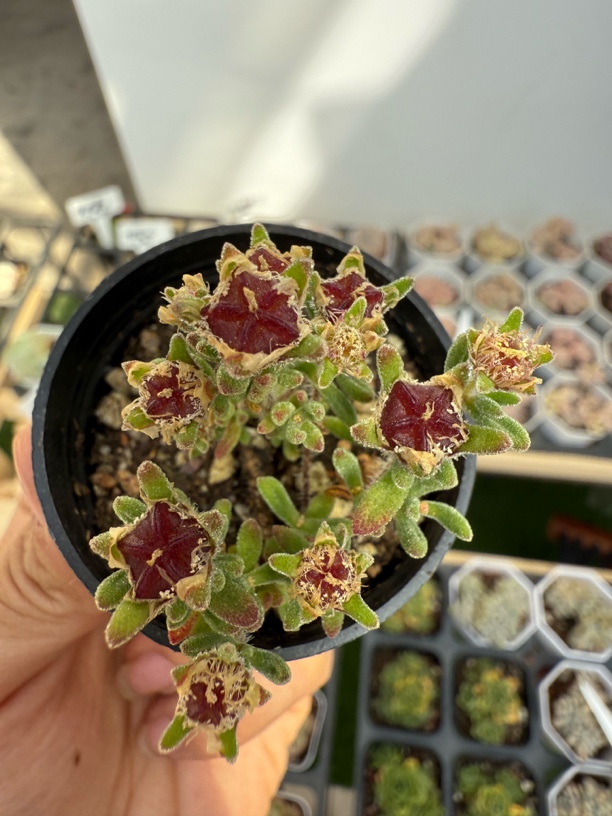 精品红宝石多肉植物