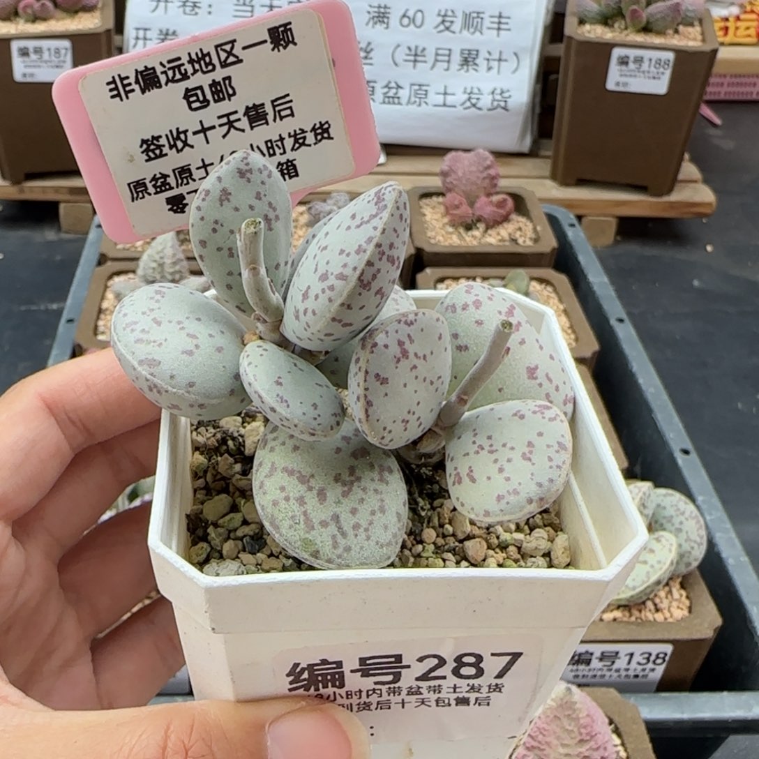 287变量多肉植物