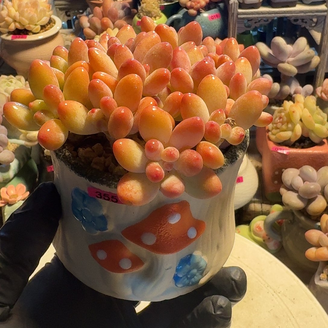 一物一拍编号355 