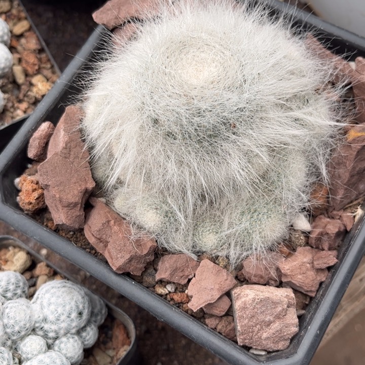 国***L6026群生好养皮实