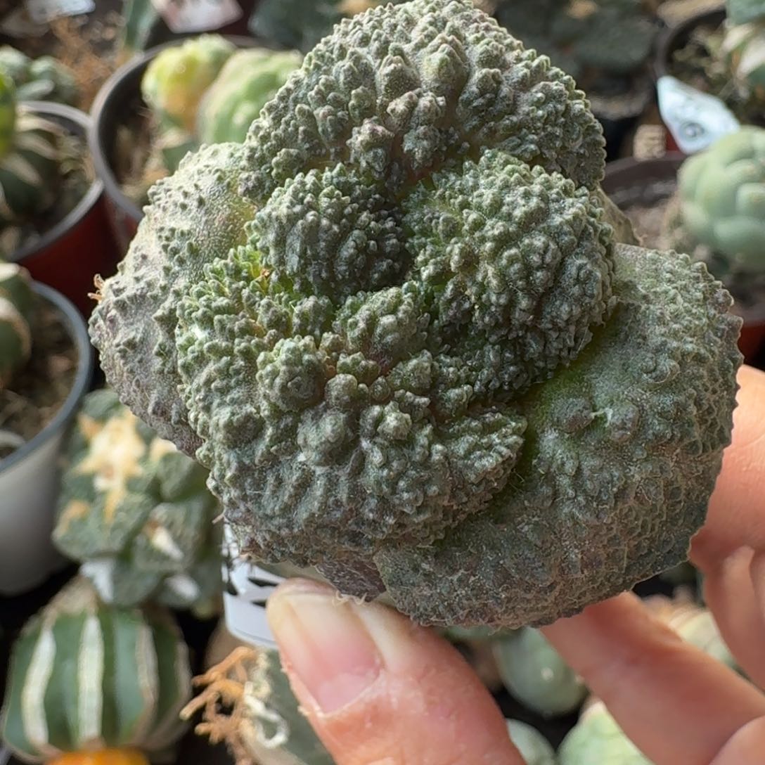 【闪购商品】大尤菜花牡丹382