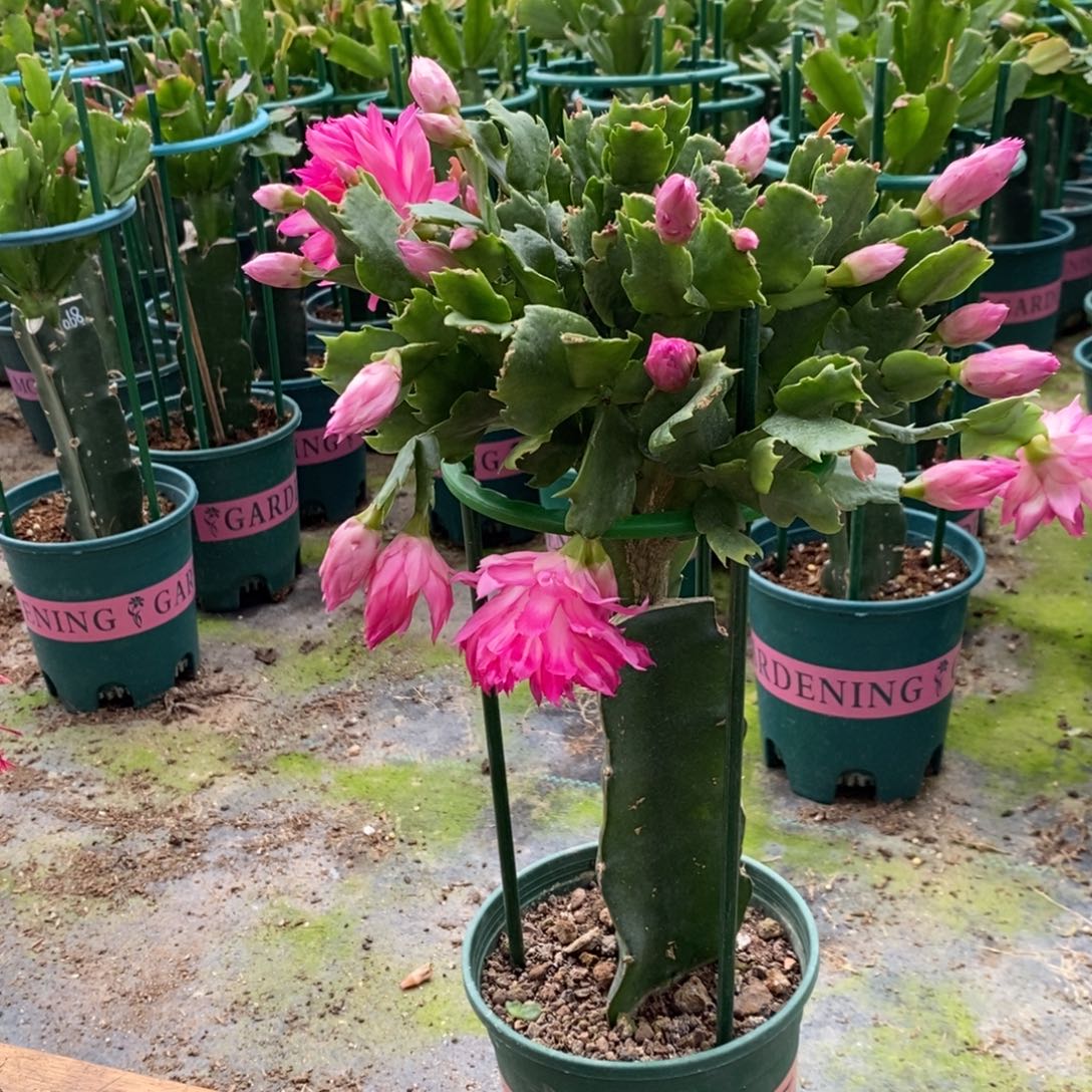 完全开放348嫁接073