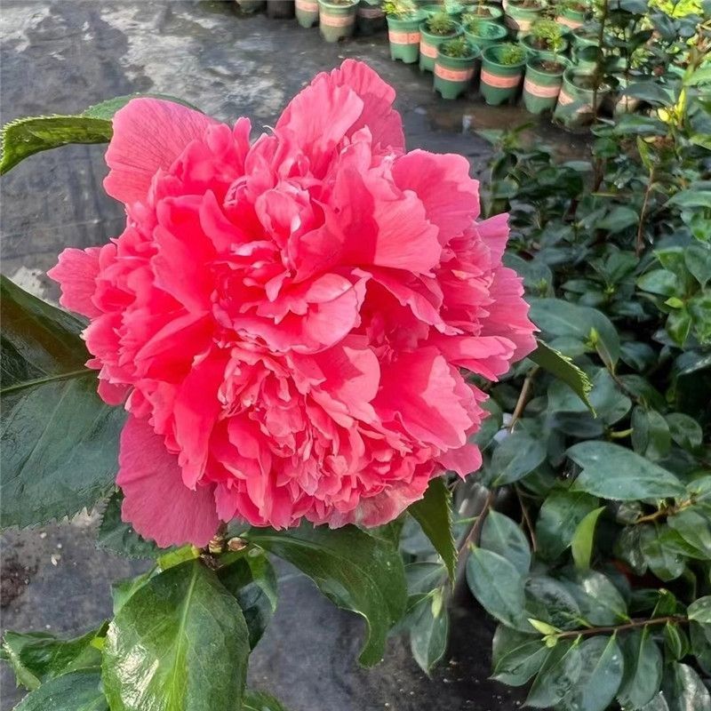 正版天骄山茶花盆栽树苗稀有名贵带花苞精品红山茶花大苗四季茶花