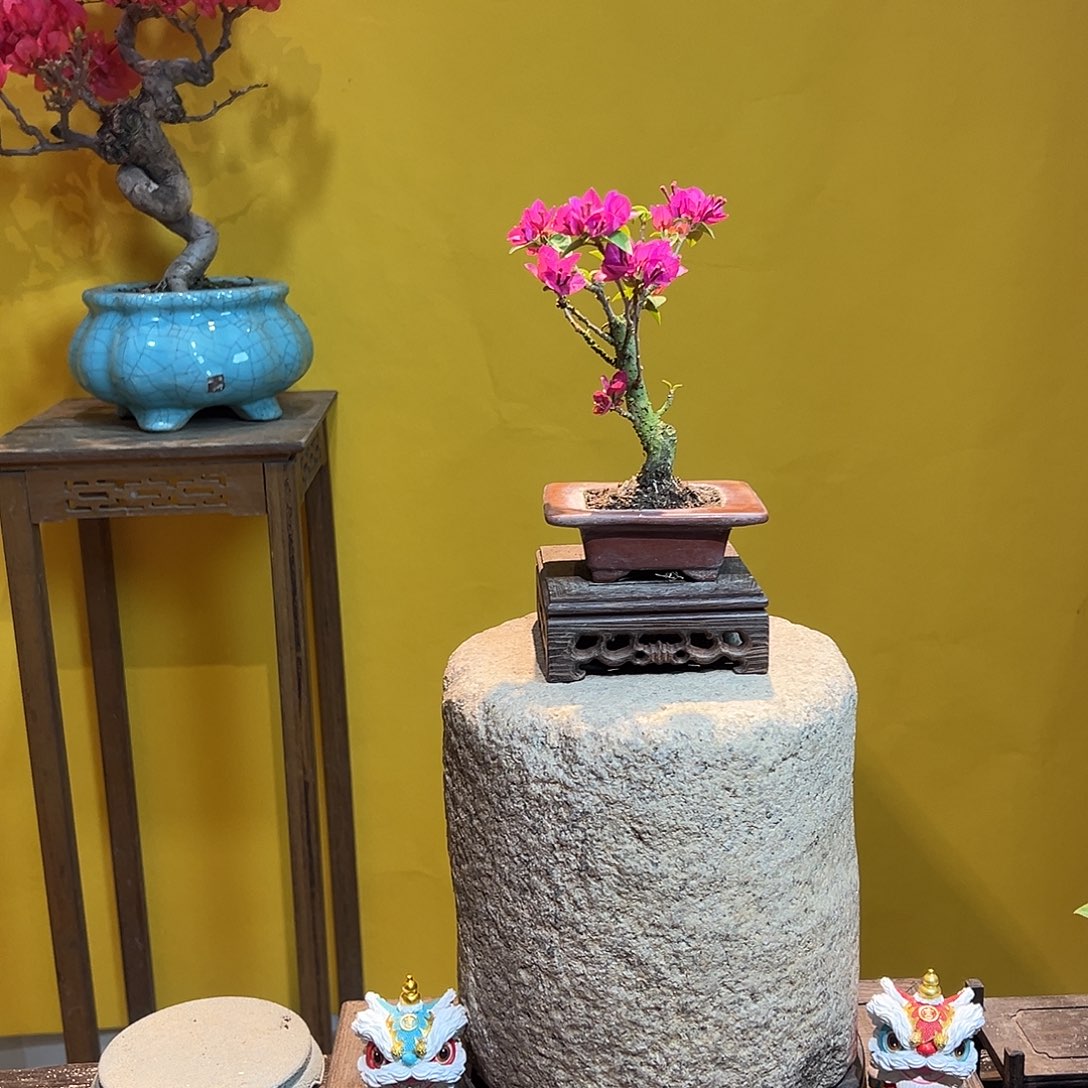 大量花朵（建议范围：8朵-15朵 或40%以上）