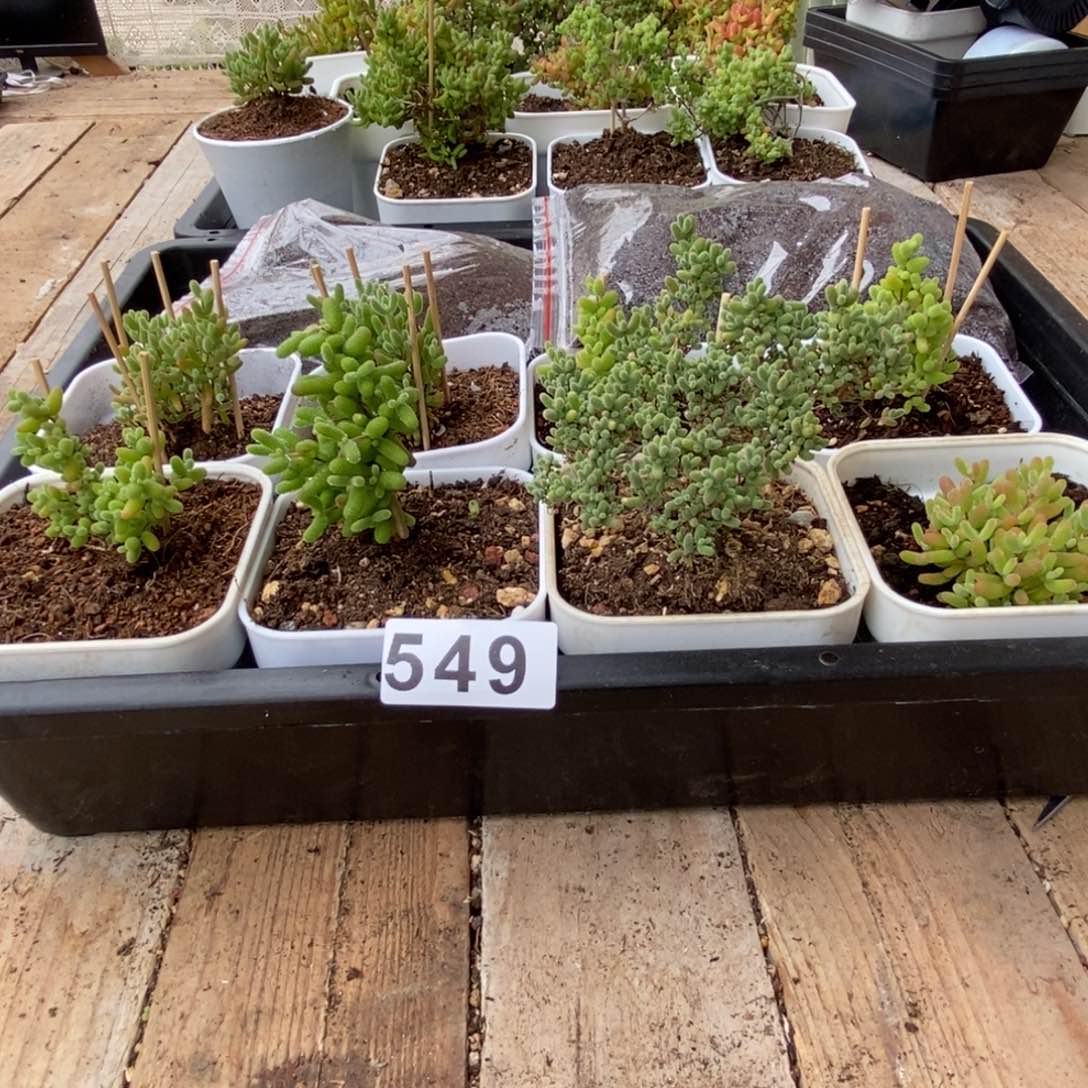 枝干番杏多肉植物549