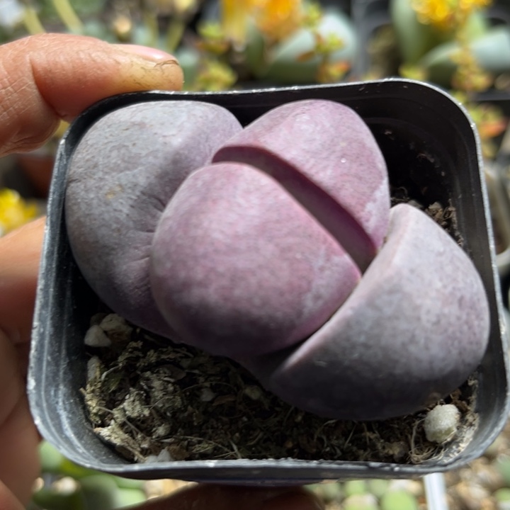 可爱多肉嘟嘟紫帝玉294