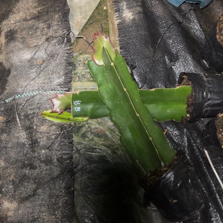 亚马逊日落嫁接单片小苗一颗50