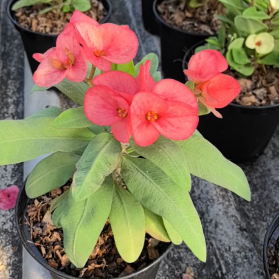 黄***瑰完全开放幻境直播间一物一拍