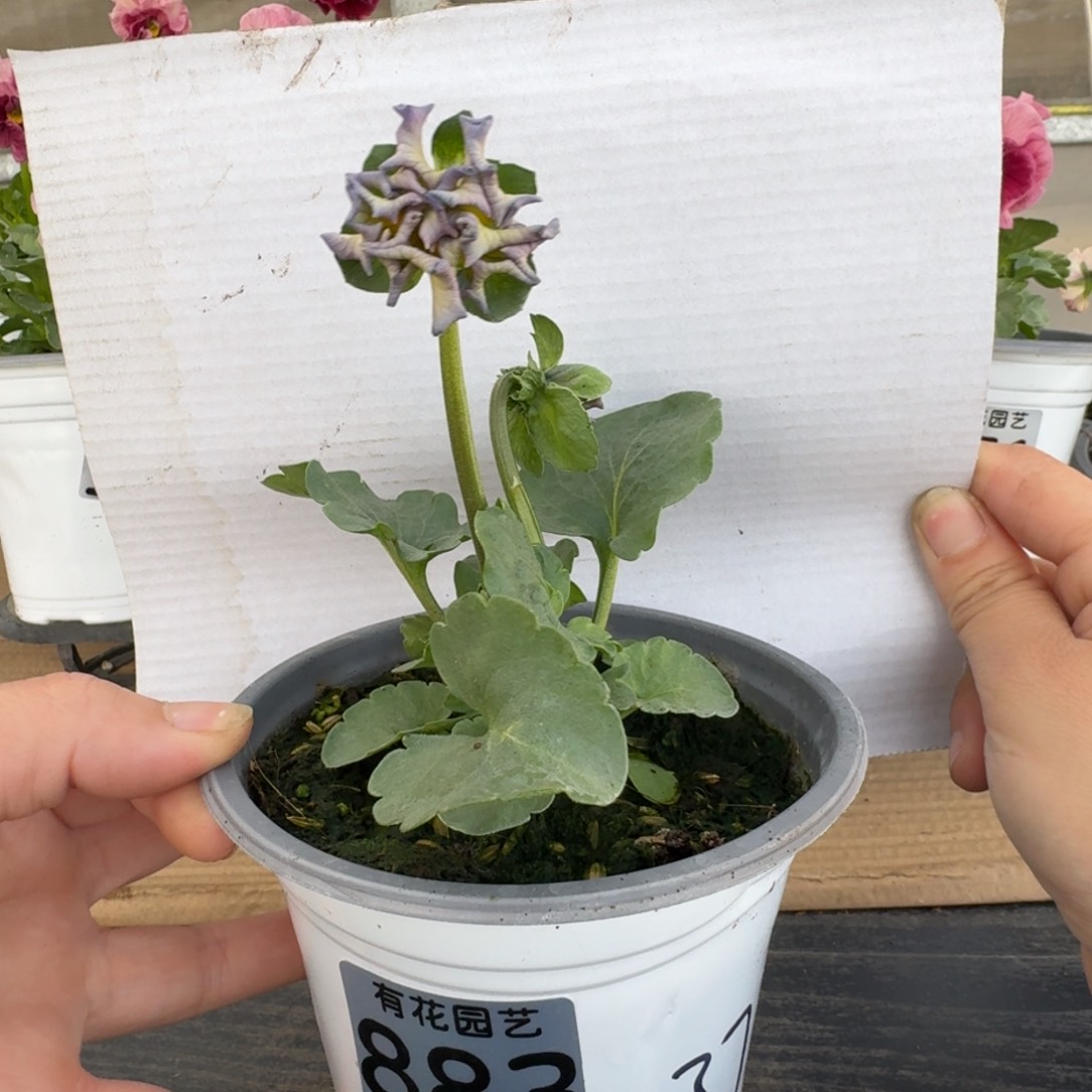 无花朵883号角堇