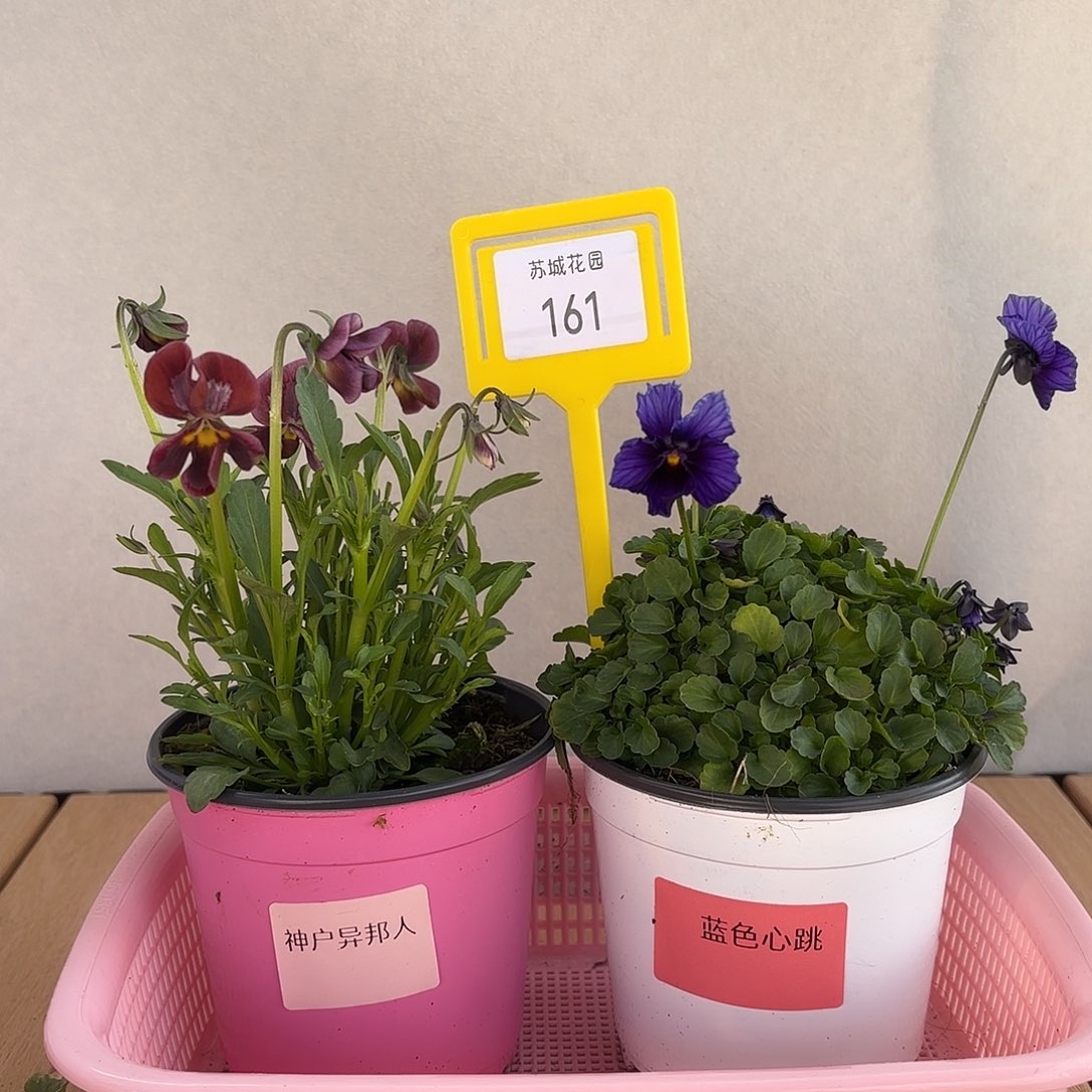 大部分开放少量花苞161