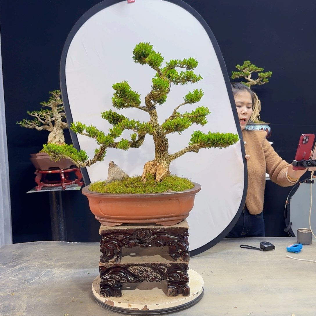 高端盆景艺术作品