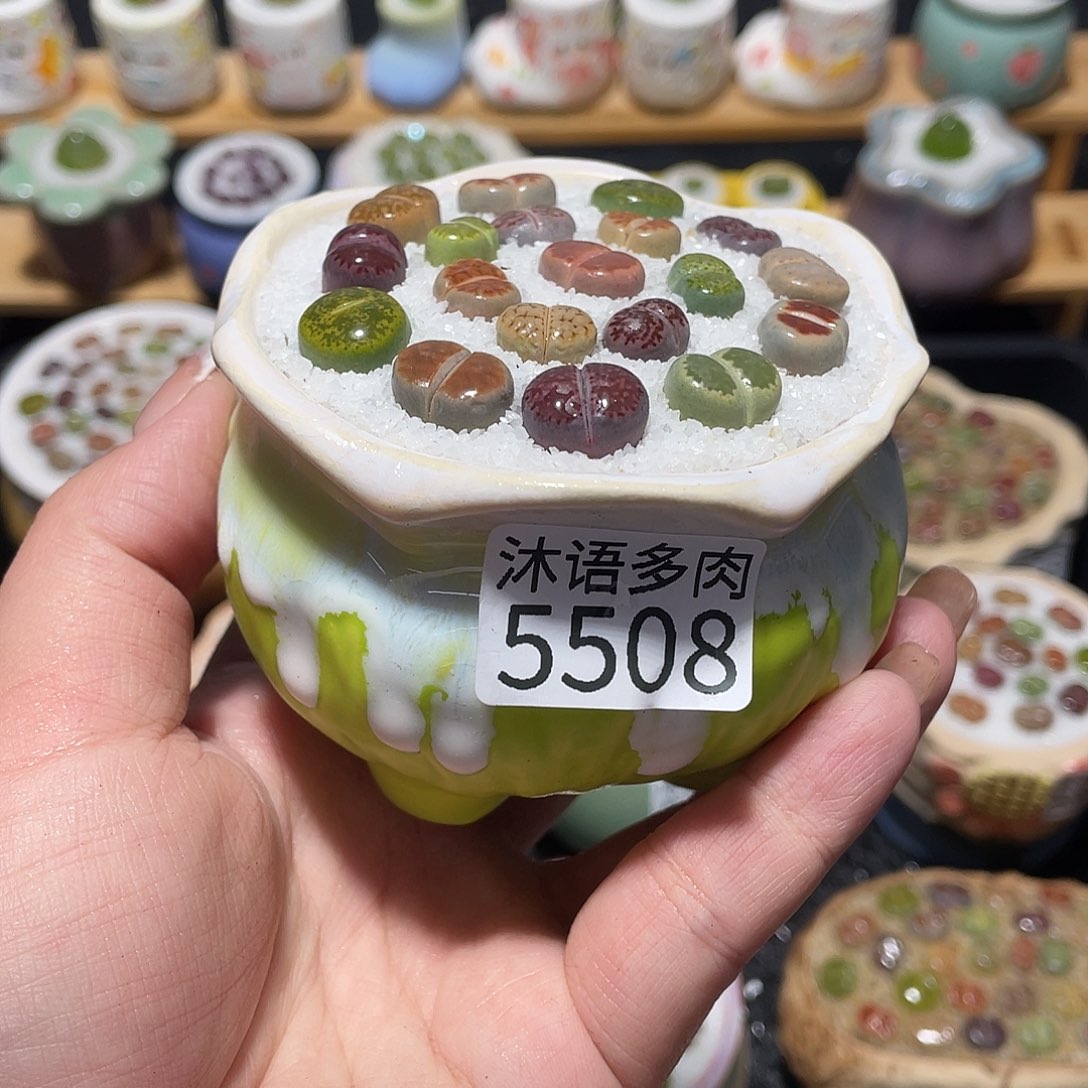 带盆土植物 一物一拍5508