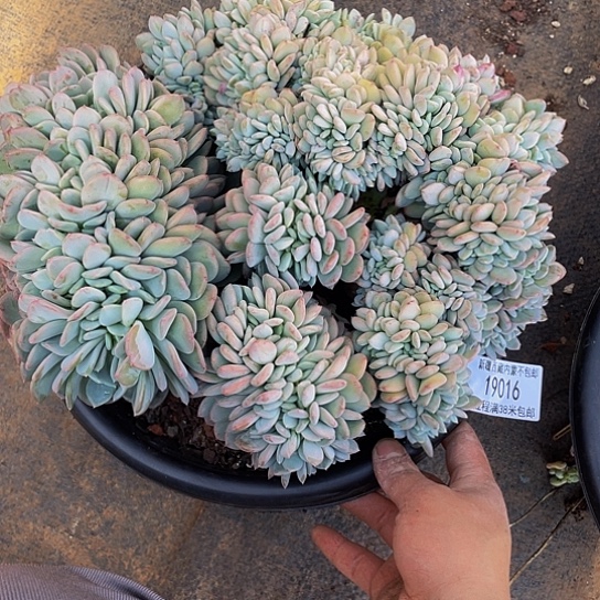 丽*梦玛瑙缀19016多肉