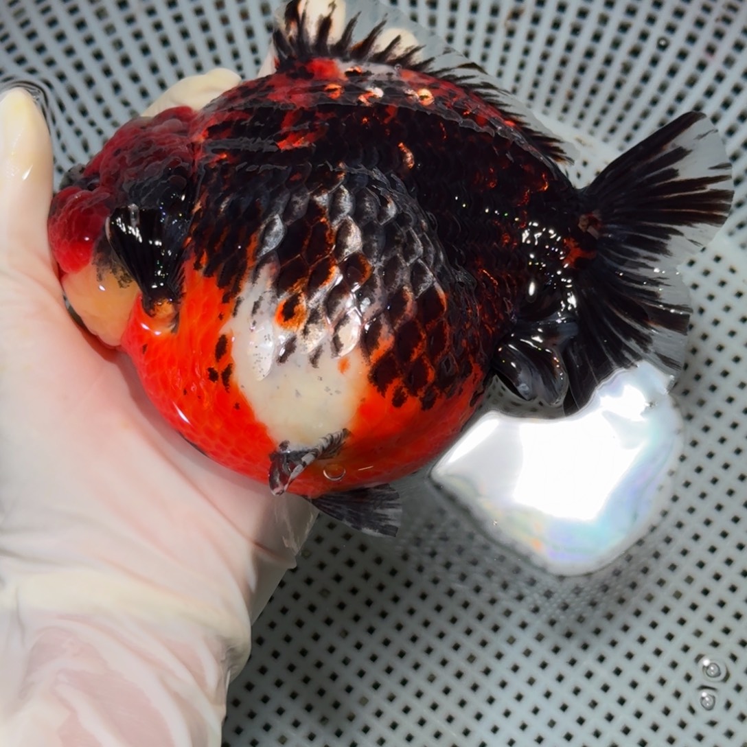 金鱼精品高货短尾狮