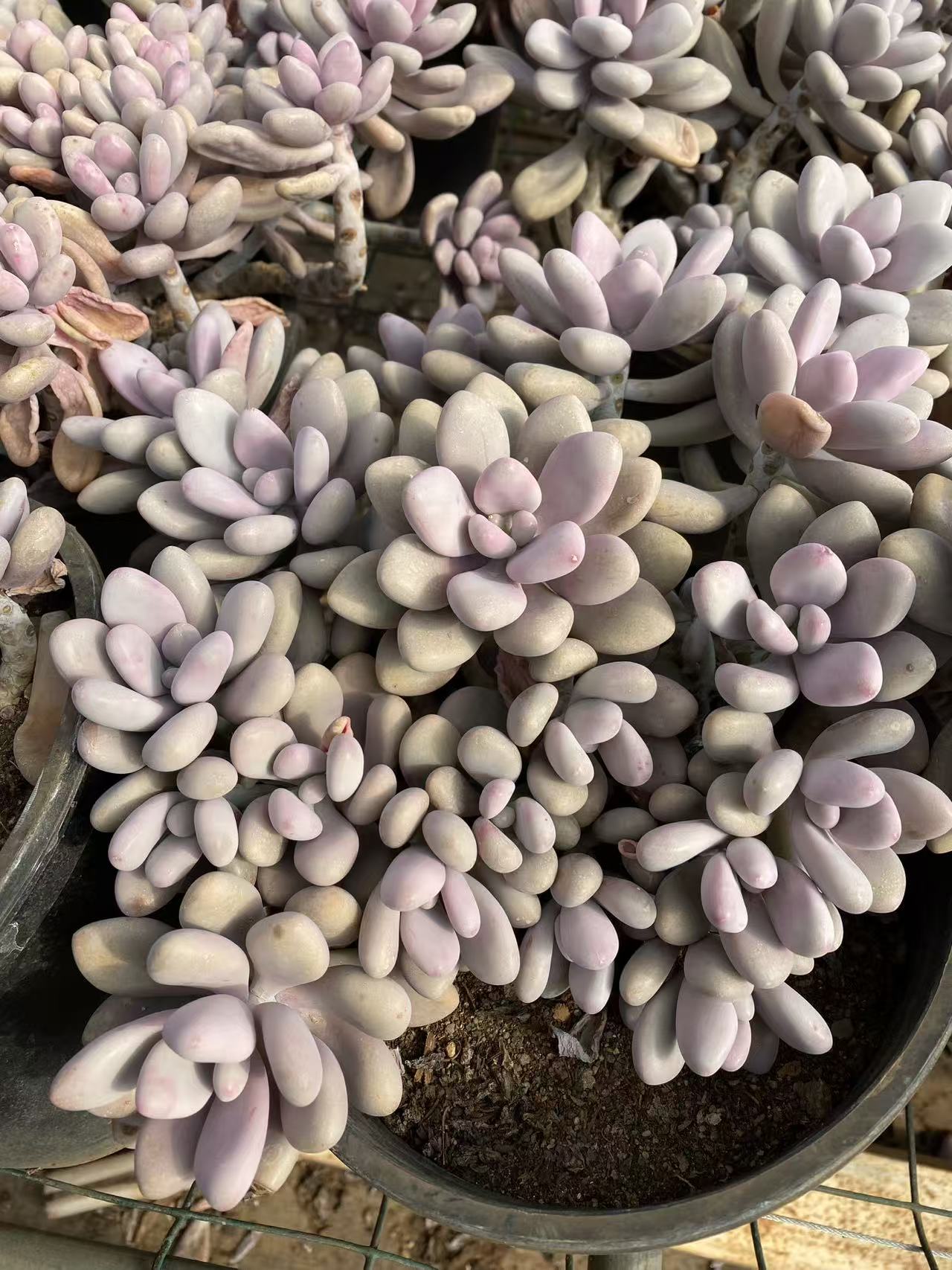 云南精品桃蛋老桩