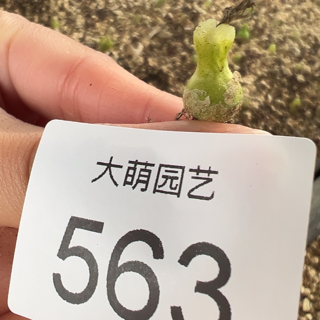 一物一拍母本小葫芦563