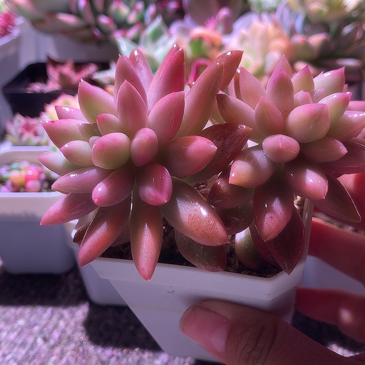 蜜桃啵啵覆轮锦双头有根