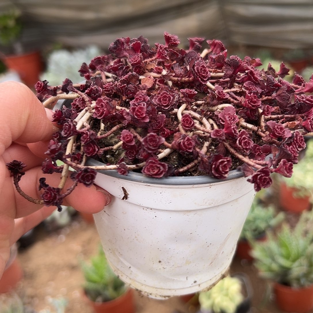 多肉植物带盆小球玫瑰