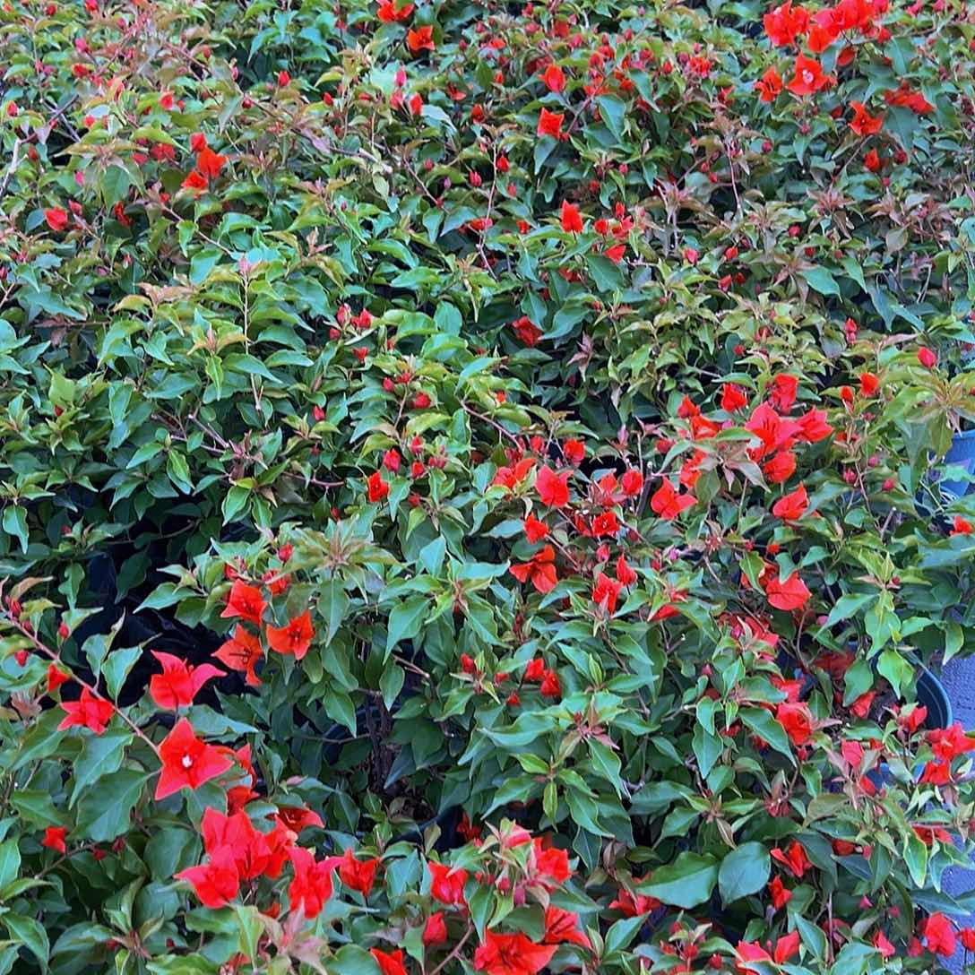 当前无花栽培后可以开花 热火桑巴 随机发货 带花