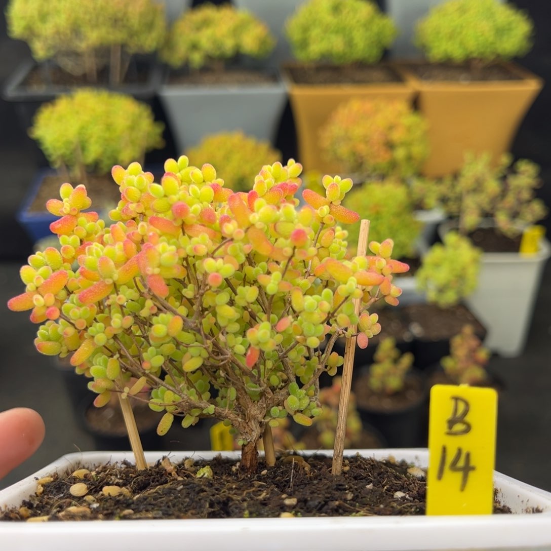 蜜橘带盆带土发货