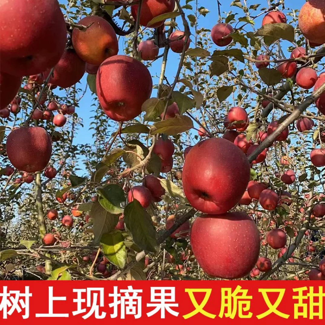 正宗云南昭通苹果脆甜多汁、原产地发货［现摘现发］
