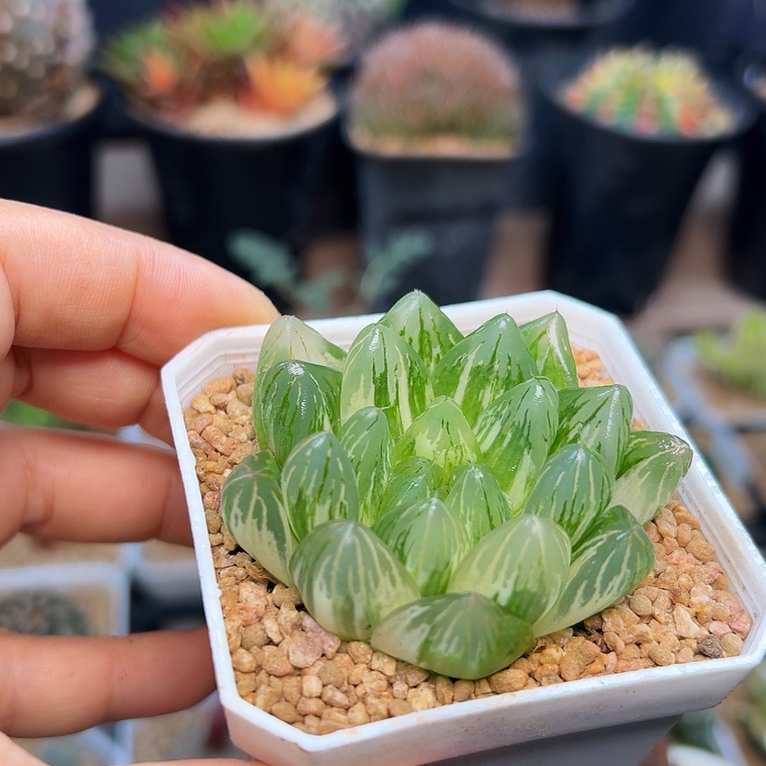 优选水晶玉露锦一颗