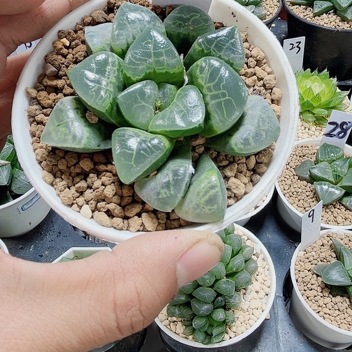 母本祥云克新手好养